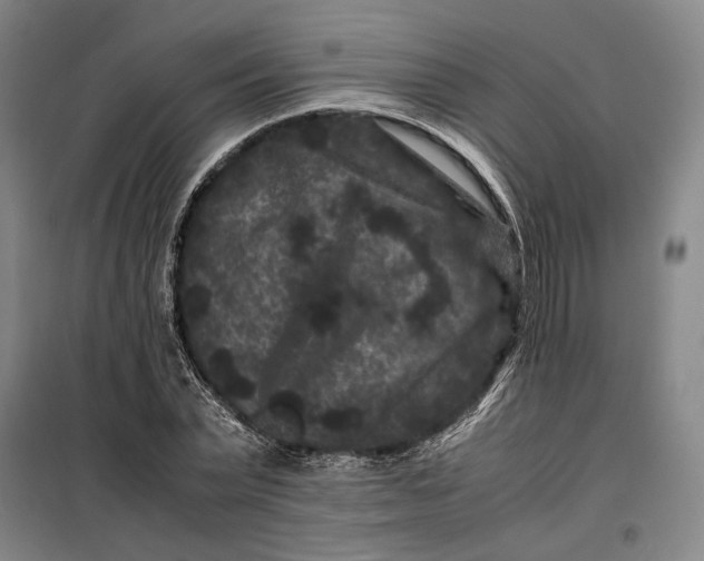 X0000099470783200805301555