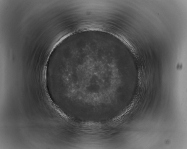 X0000099470790200805301555