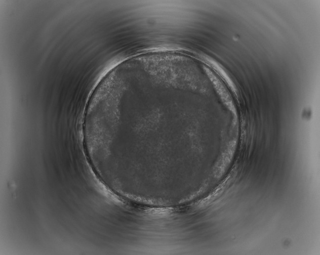 X0000099470810200805301555