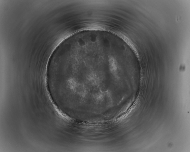 X0000099470845200805301554