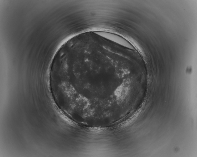 X0000099470854200805301554