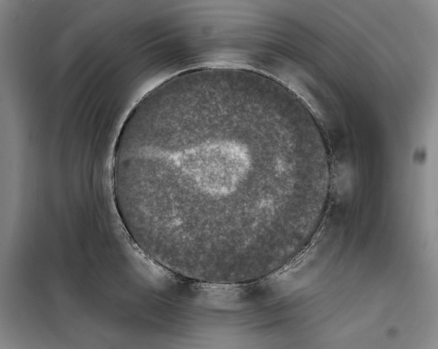 X0000099470856200805301554