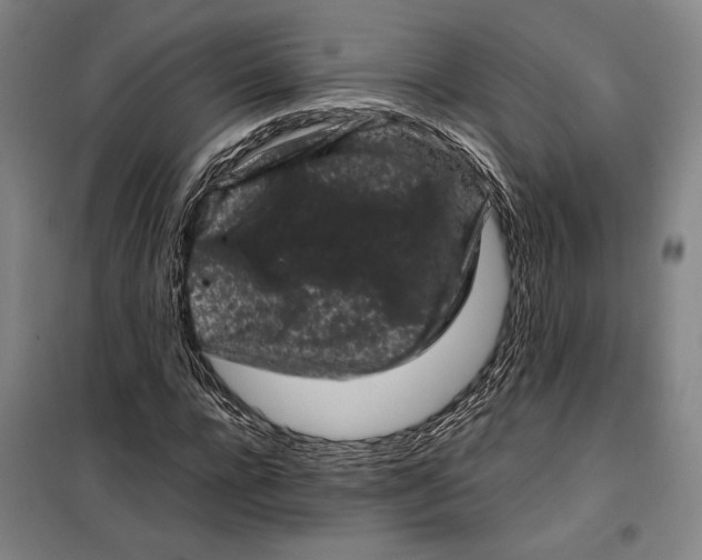 X0000099470920200805301553