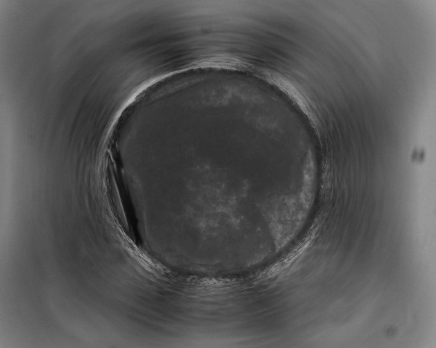 X0000099470923200805301553