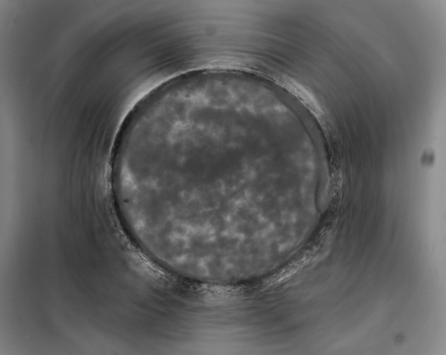 X0000099470928200805301553