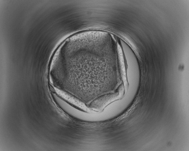 X0000099470948200805301553