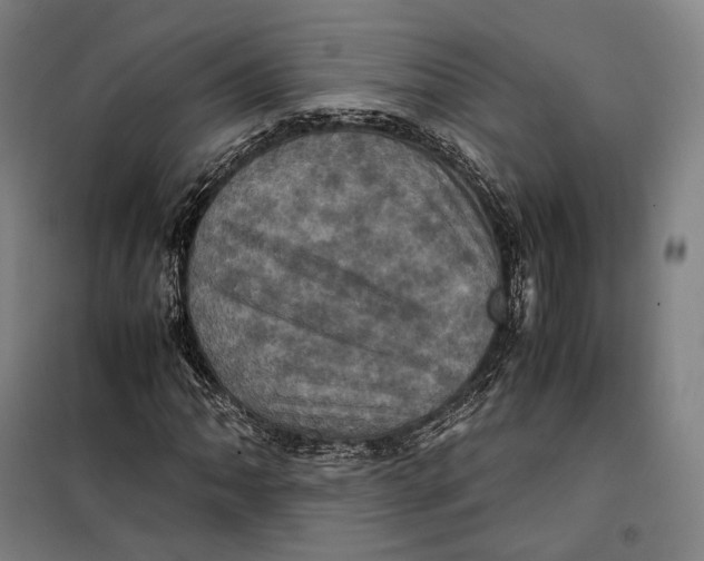 X0000099471062200805301551