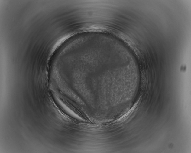 X0000099471066200805301551