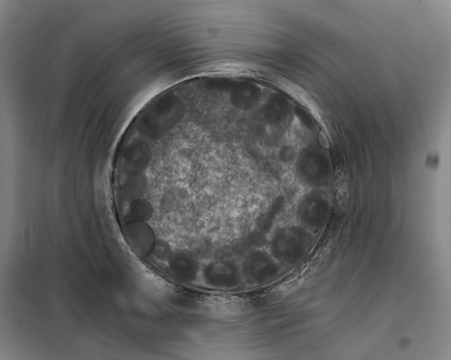 X0000099471091200805301551