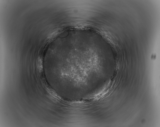 X0000099471106200805301550