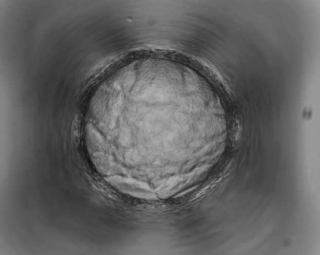 X0000099471110200805301550