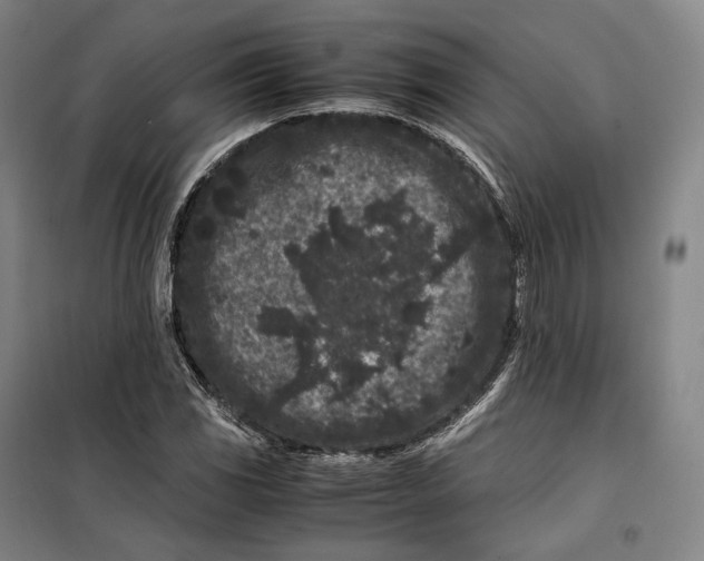 X0000099471117200805301550