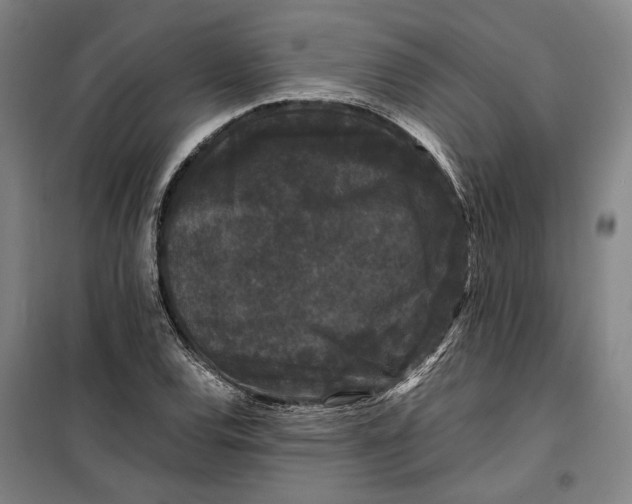 X0000099471120200805301550