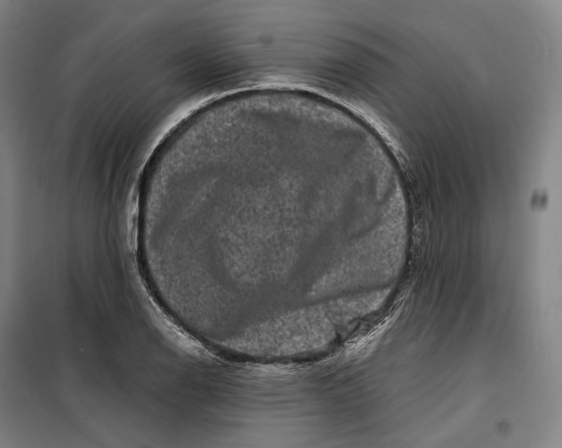 X0000099471126200805301550