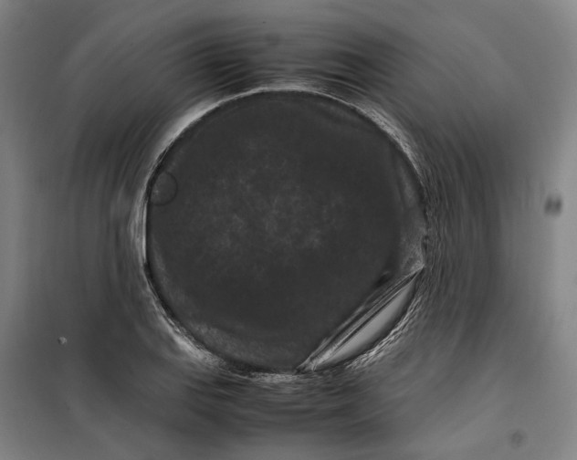 X0000099471127200805301550