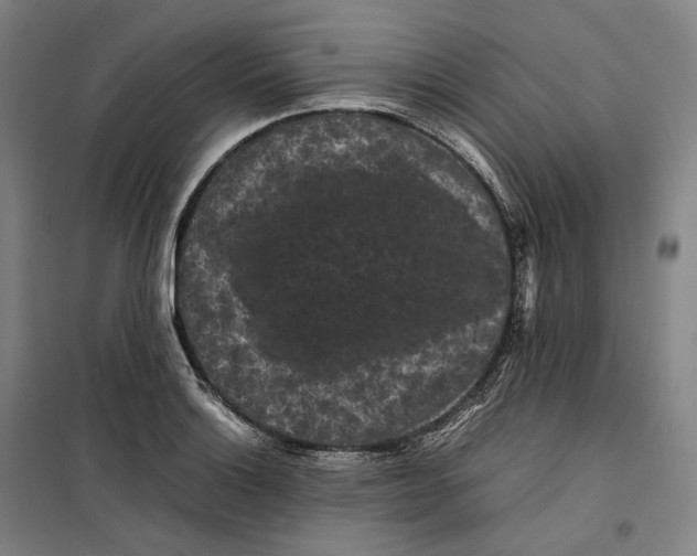 X0000099471132200805301550