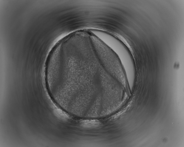 X0000099471133200805301550