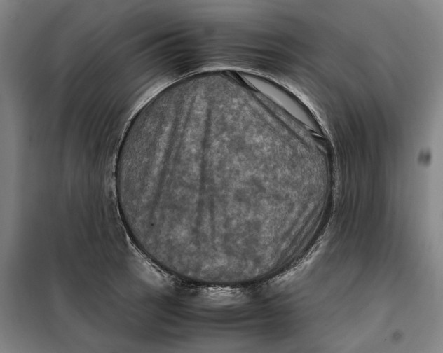 X0000099471137200805301550