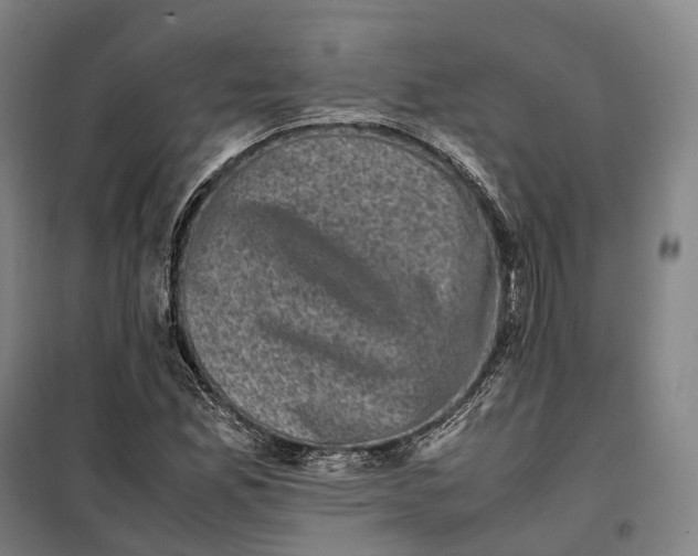 X0000099471165200805301550