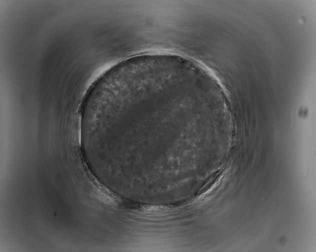 X0000099471171200805301550