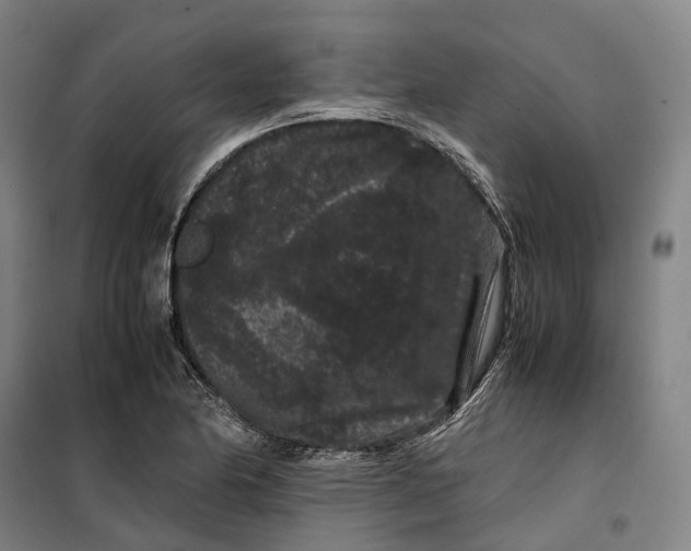 X0000099471174200805301550