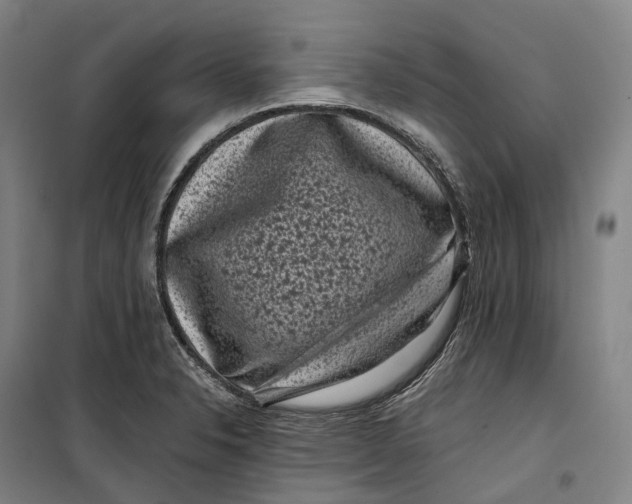 X0000099471326200805301547