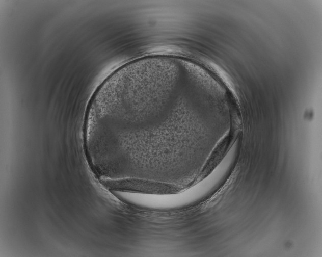 X0000099471330200805301547