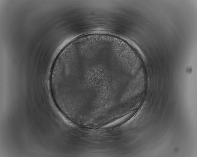 X0000099471333200805301547