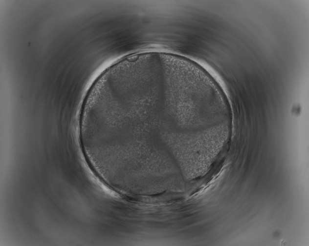 X0000099471341200805301548