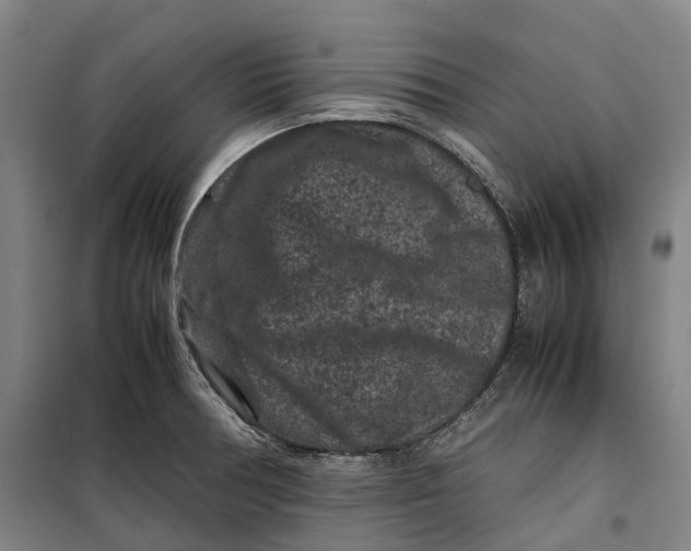 X0000099471378200805301546