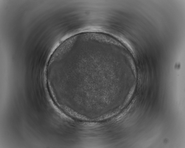 X0000099471382200805301546