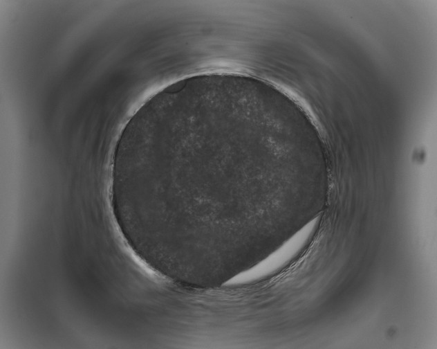 X0000099471383200805301546