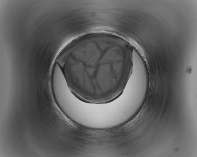 X0000099471384200805301546