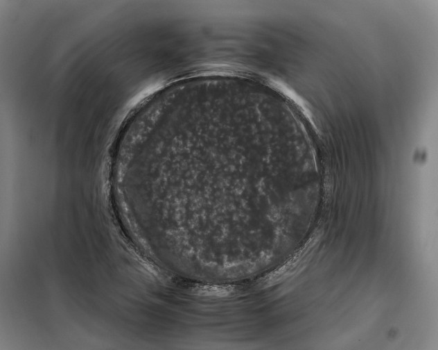 X0000099471411200805301546