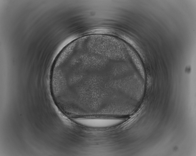 X0000099471426200805301546