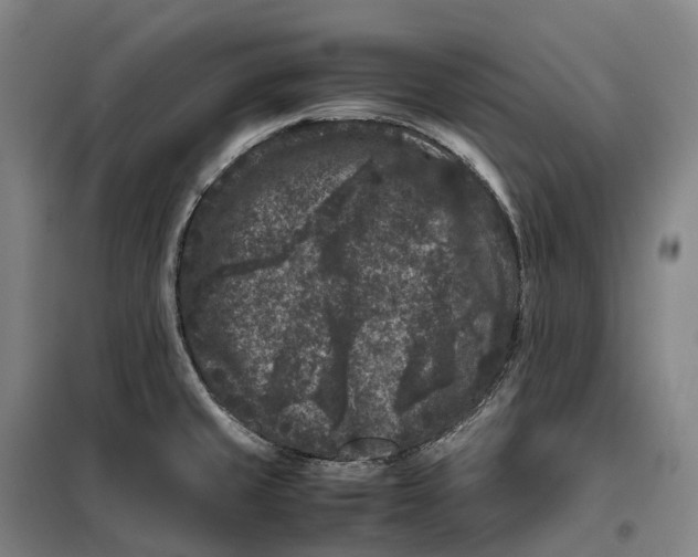 X0000099471429200805301546