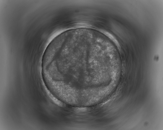 X0000099471431200805301546