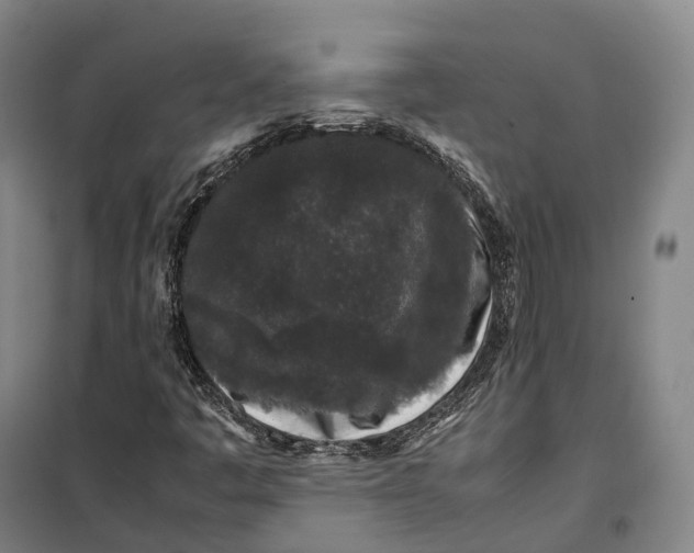 X0000099471445200805301545