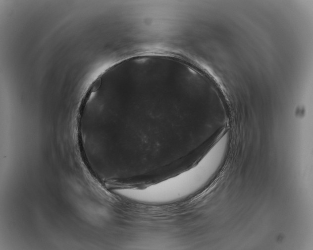 X0000099471463200805301545