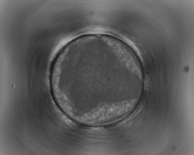 X0000099471464200805301545