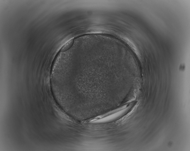 X0000099471465200805301545