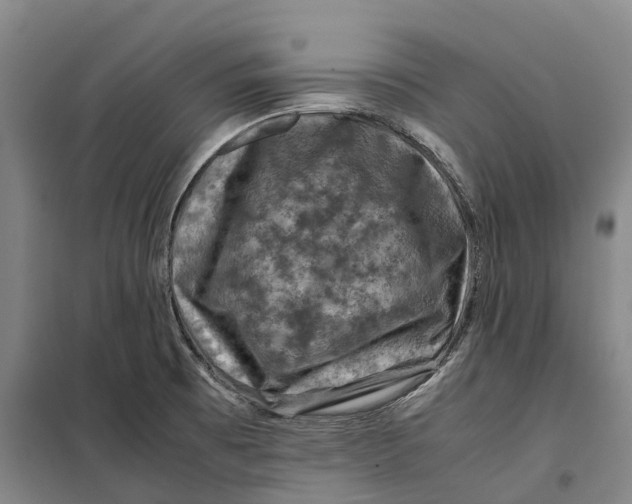 X0000099471473200805301545