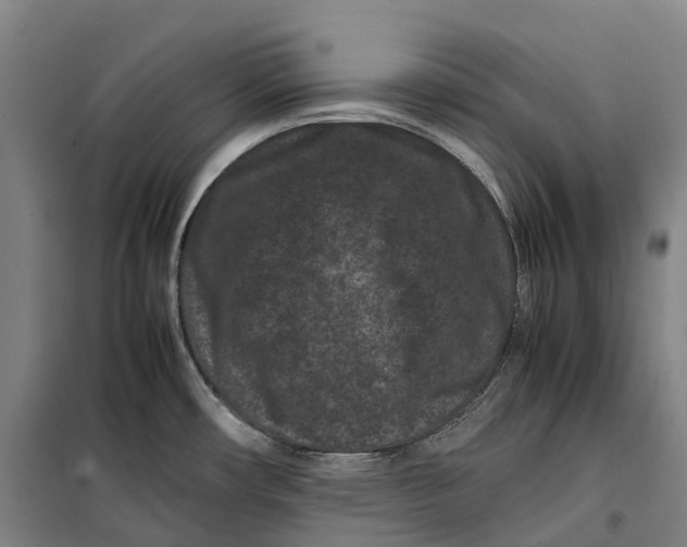 X0000099471482200805301545