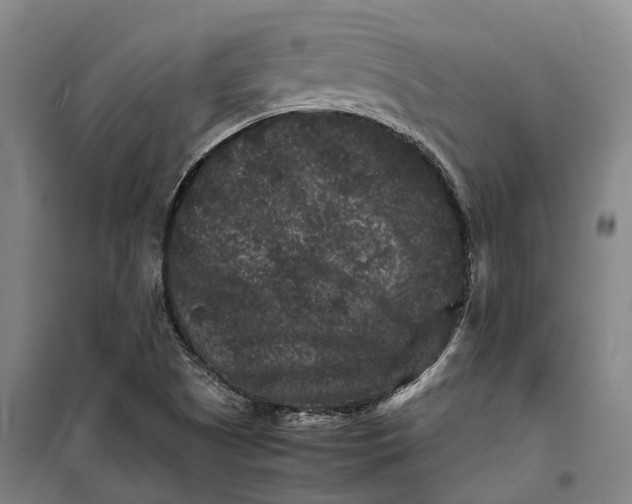 X0000099471505200805301544