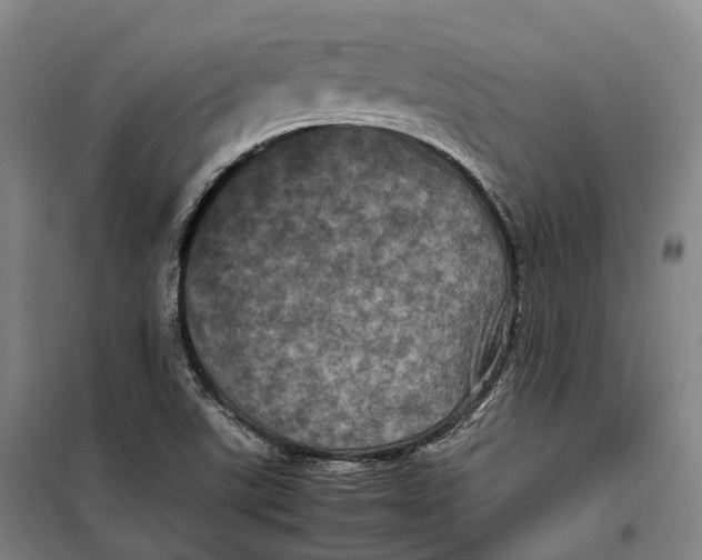 X0000099471507200805301544