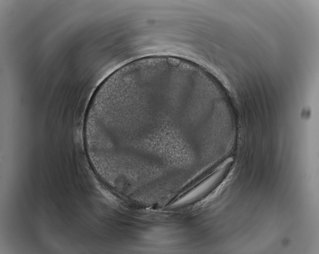 X0000099471513200805301545