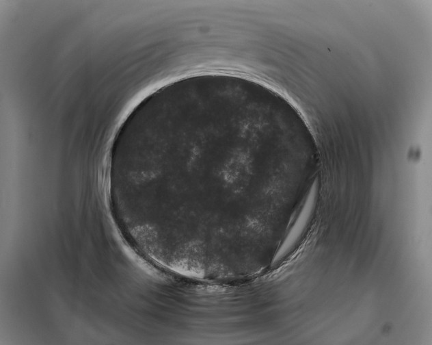 X0000099471515200805301545