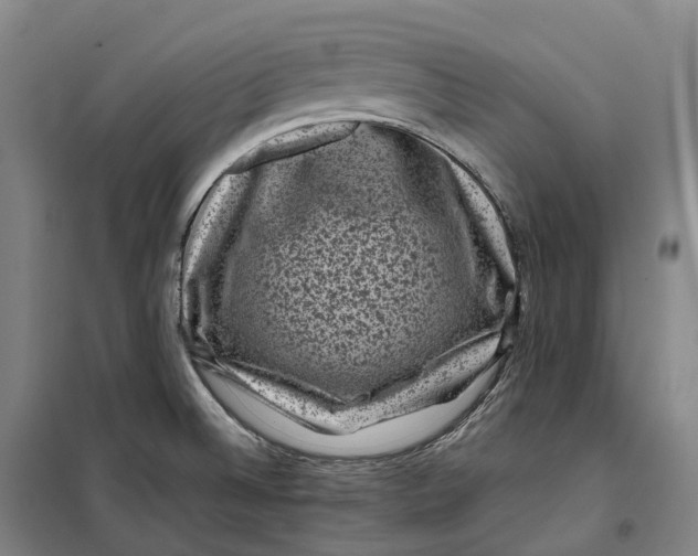 X0000099471524200805301545