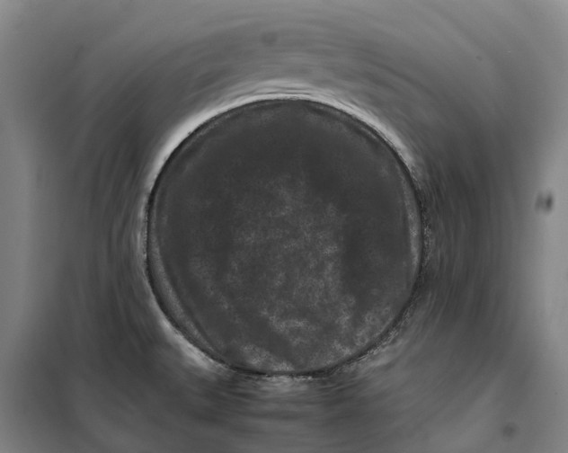 X0000099471527200805301545