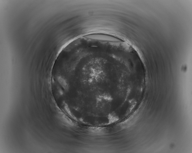 X0000099471529200805301545